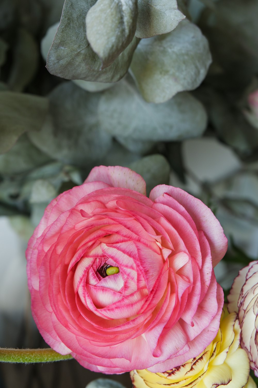 a pink flower with yellow center