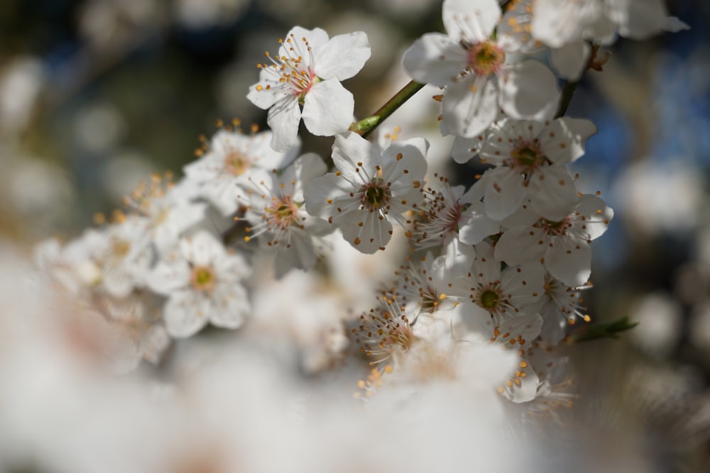 a close up of white flowers