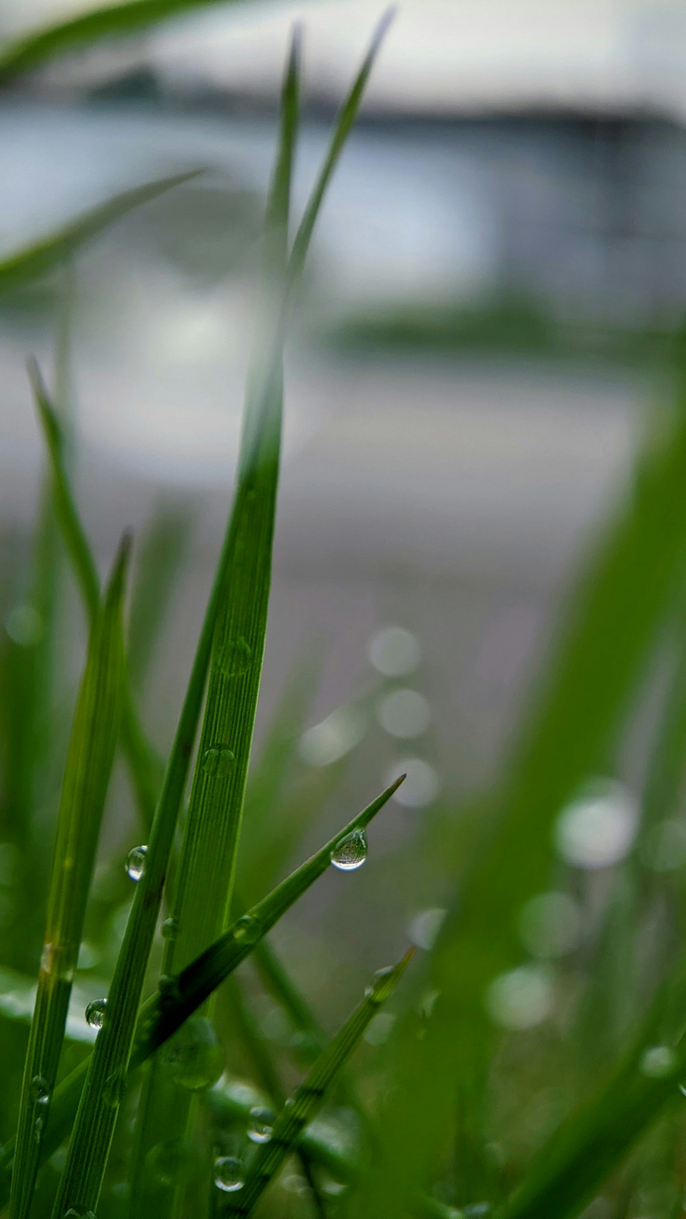 a close up of a grass