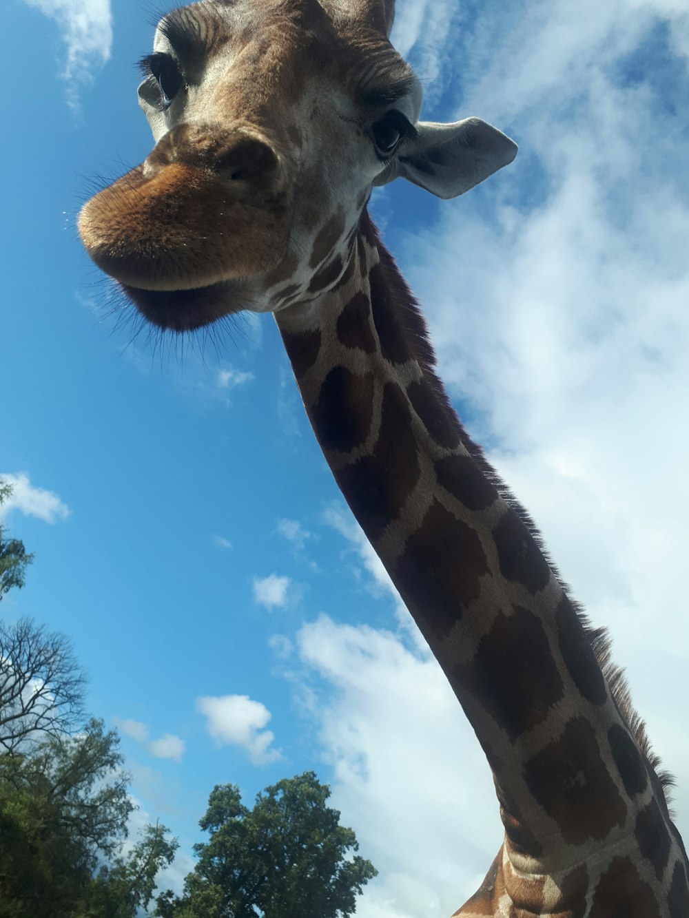 a giraffe with its tongue out
