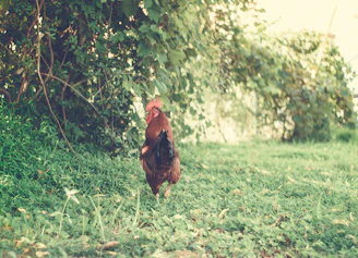 A gamefowl landing softly on a grassy ground zone marked with visual cues.