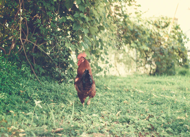 A gamefowl landing softly on a grassy ground zone marked with visual cues.