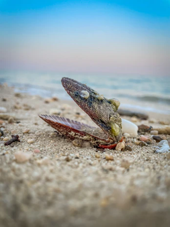 a snake on a beach