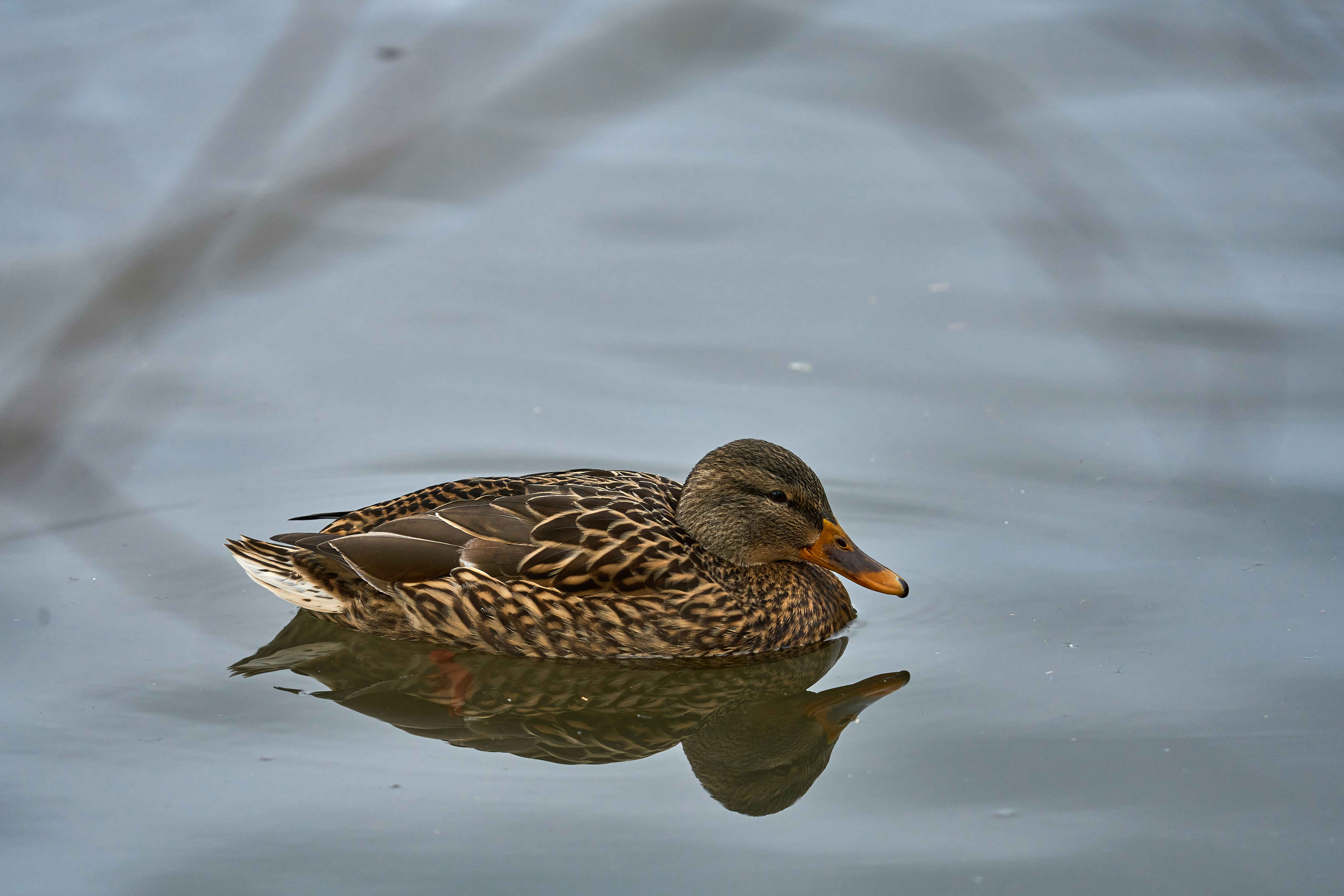 Photo by wolfgang_hasselmann