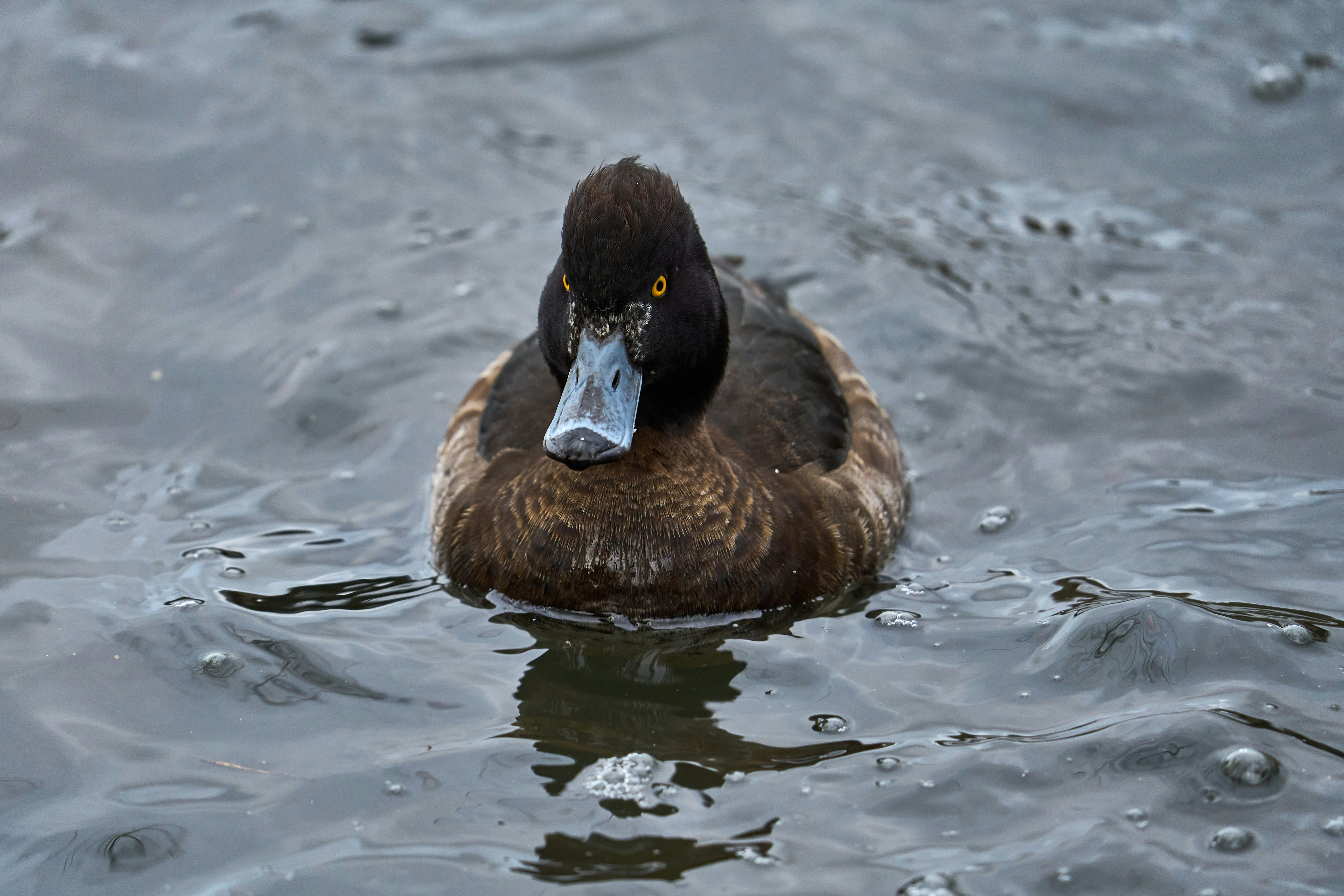 Photo by wolfgang_hasselmann