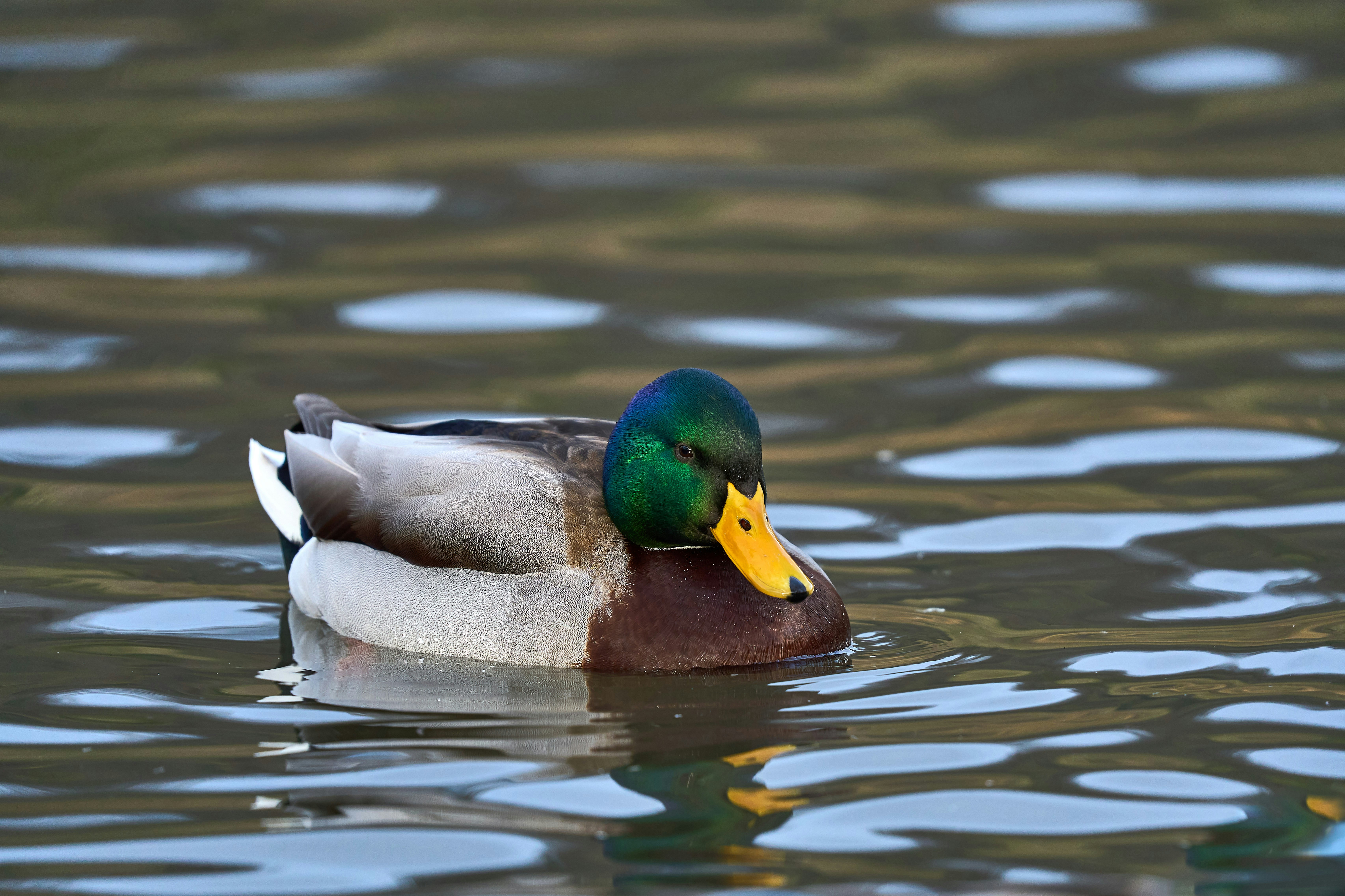 Photo by wolfgang_hasselmann