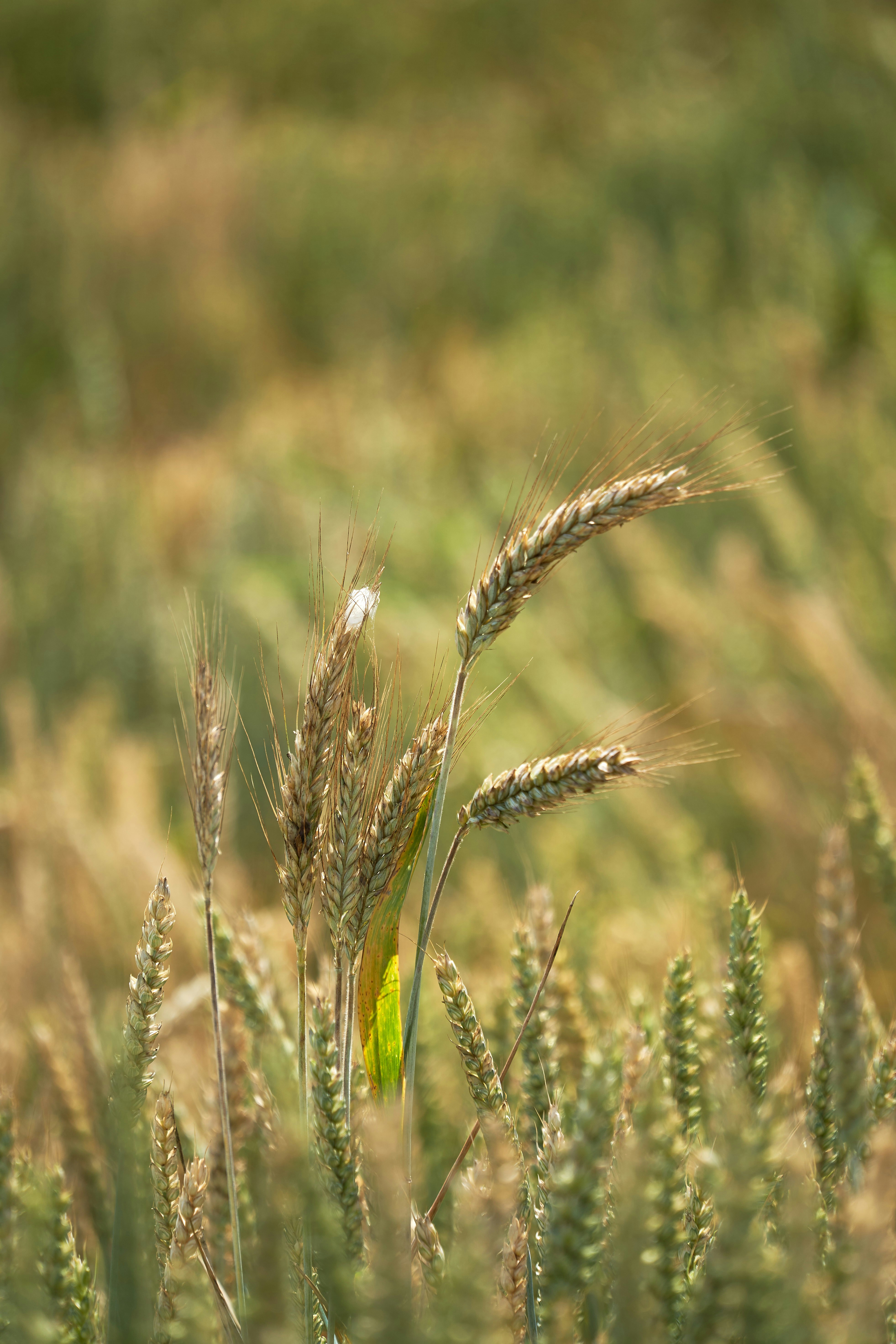 Photo by wolfgang_hasselmann