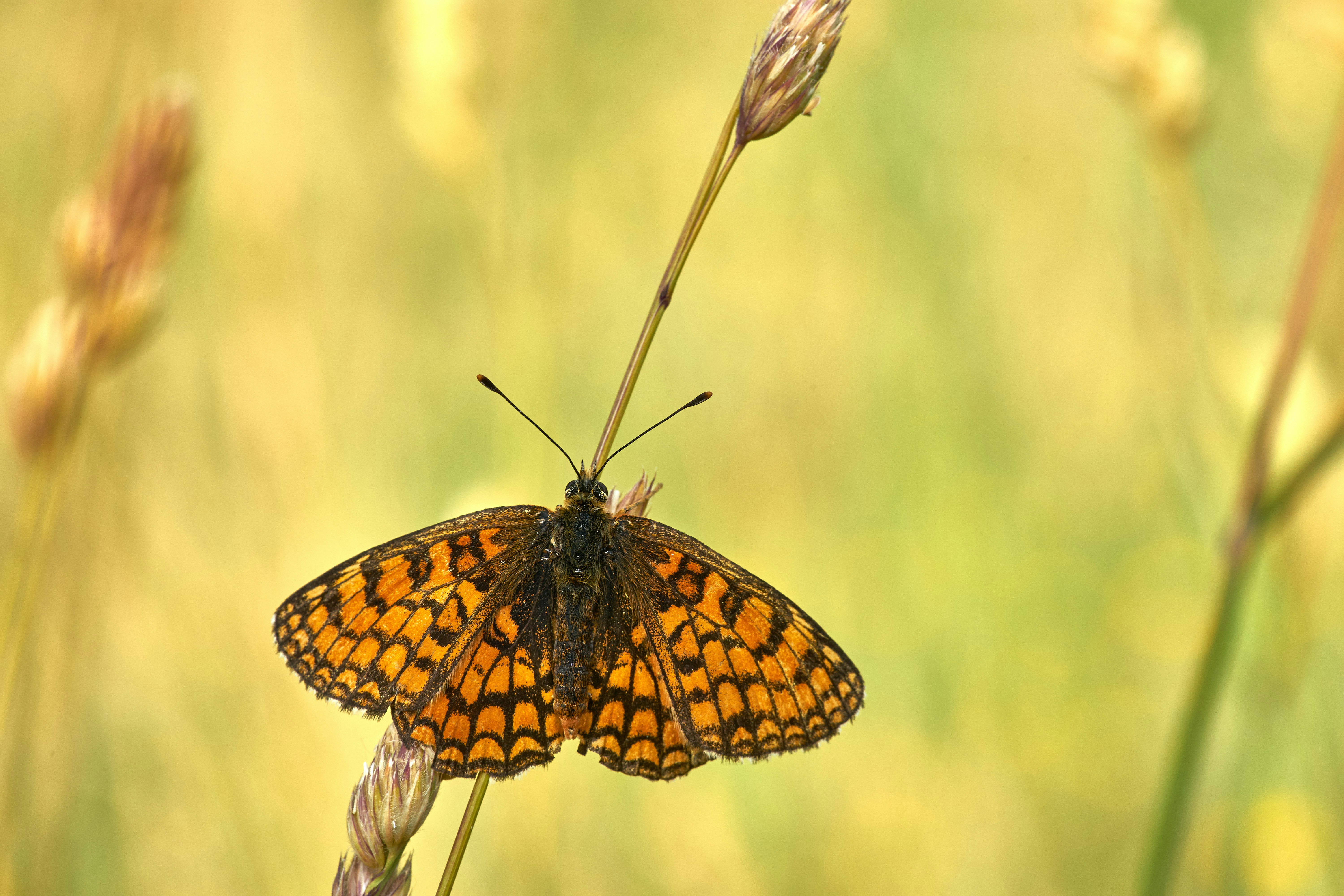 Photo by wolfgang_hasselmann