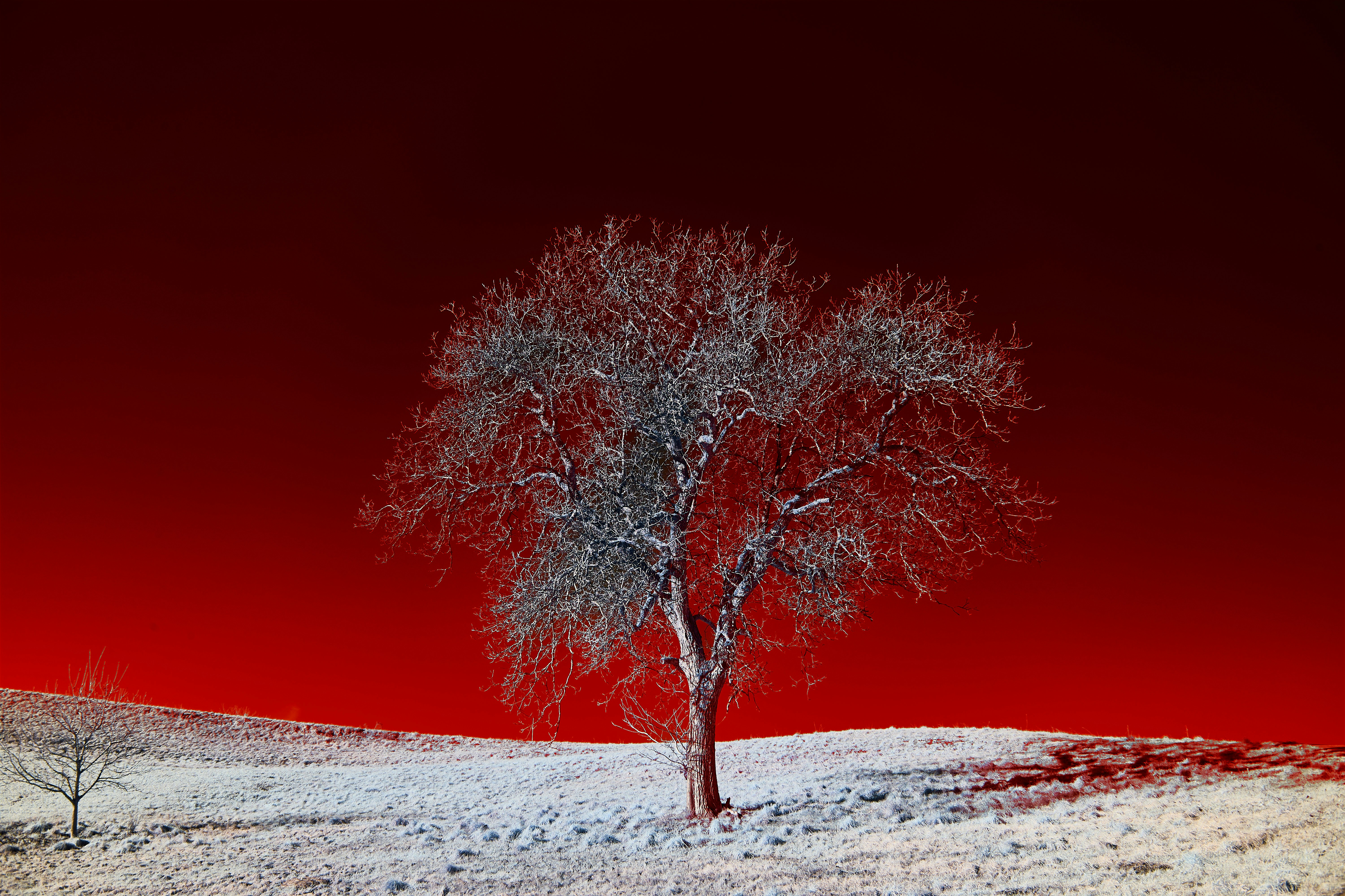 Photo by wolfgang_hasselmann