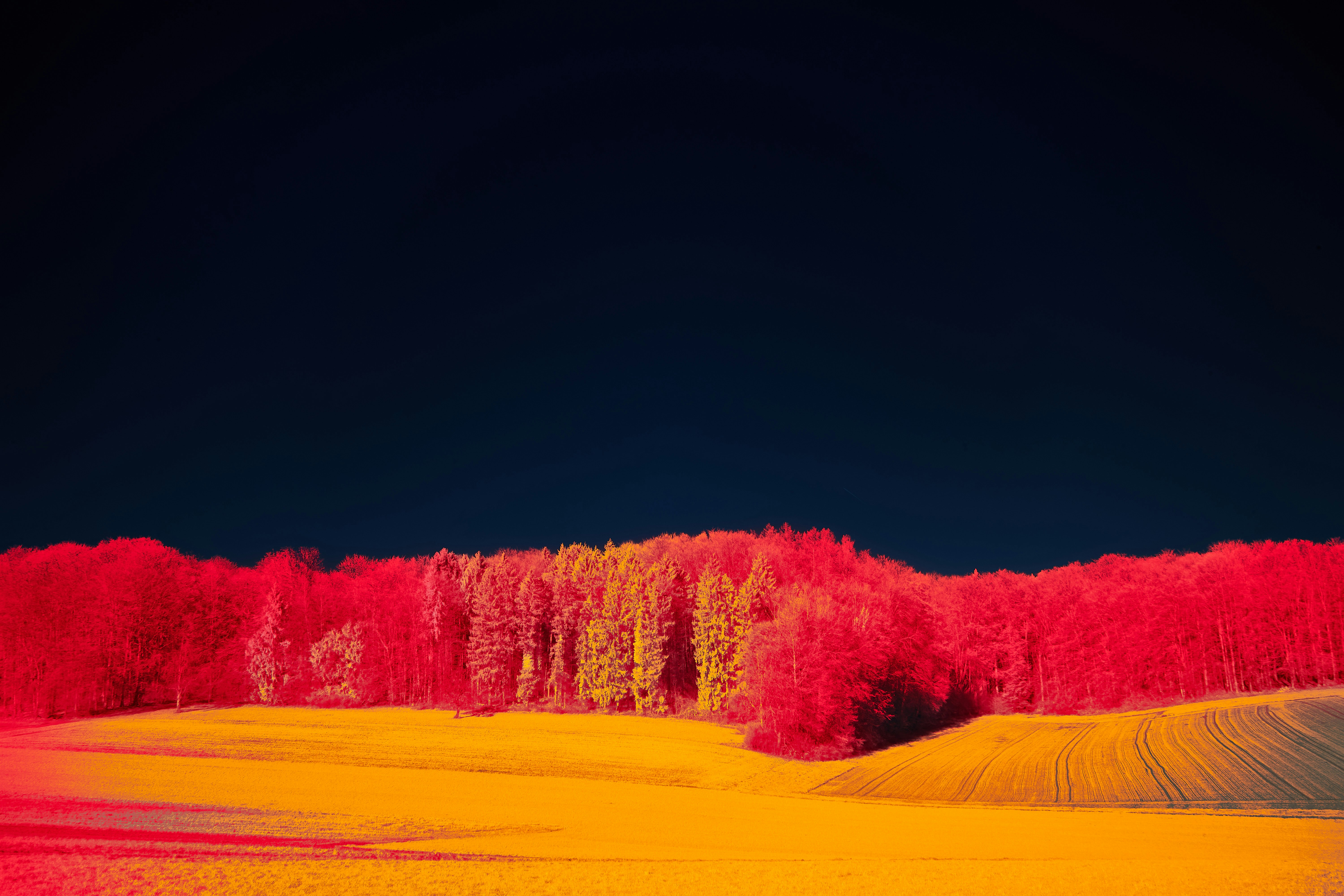 Photo by wolfgang_hasselmann