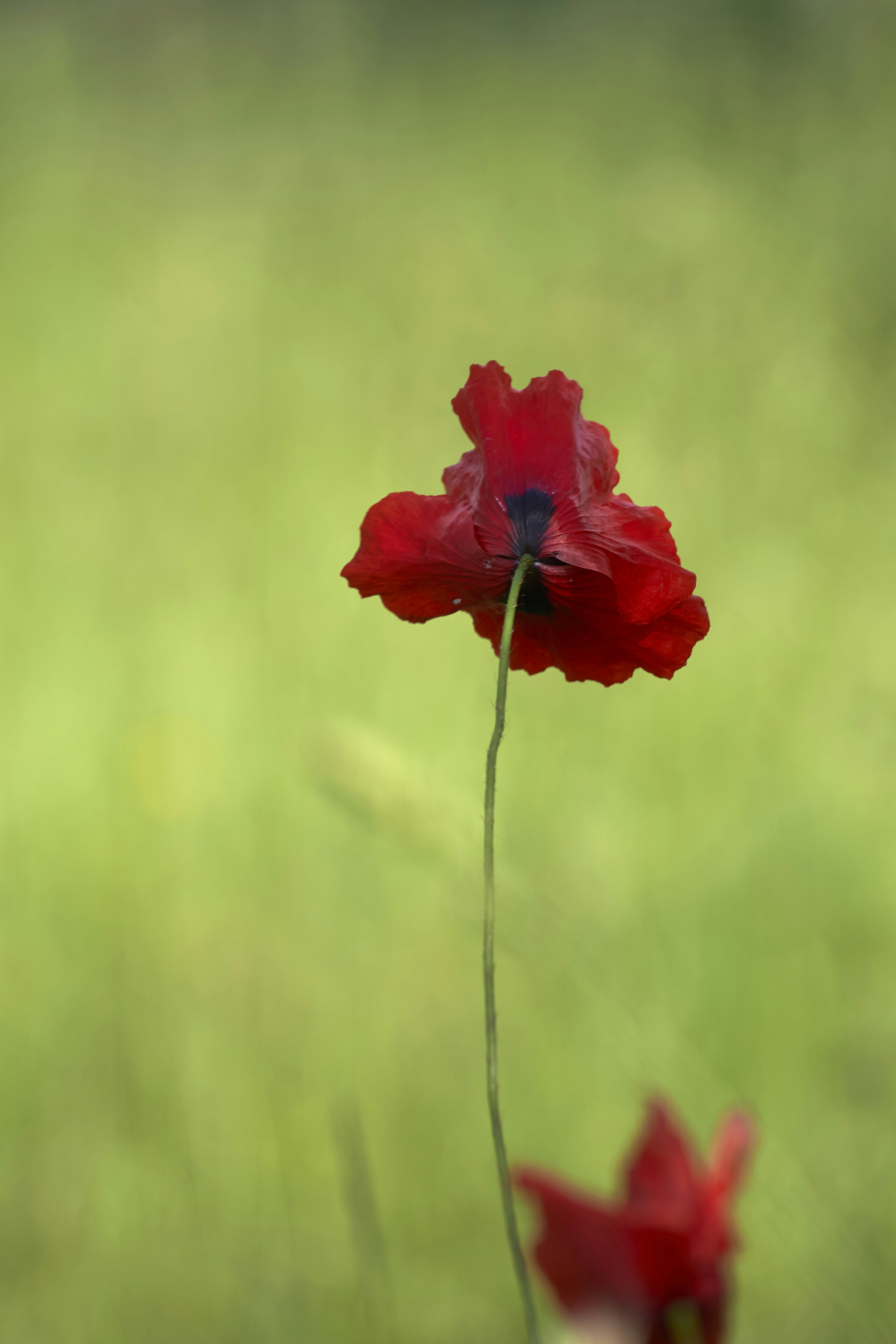 Photo by wolfgang_hasselmann