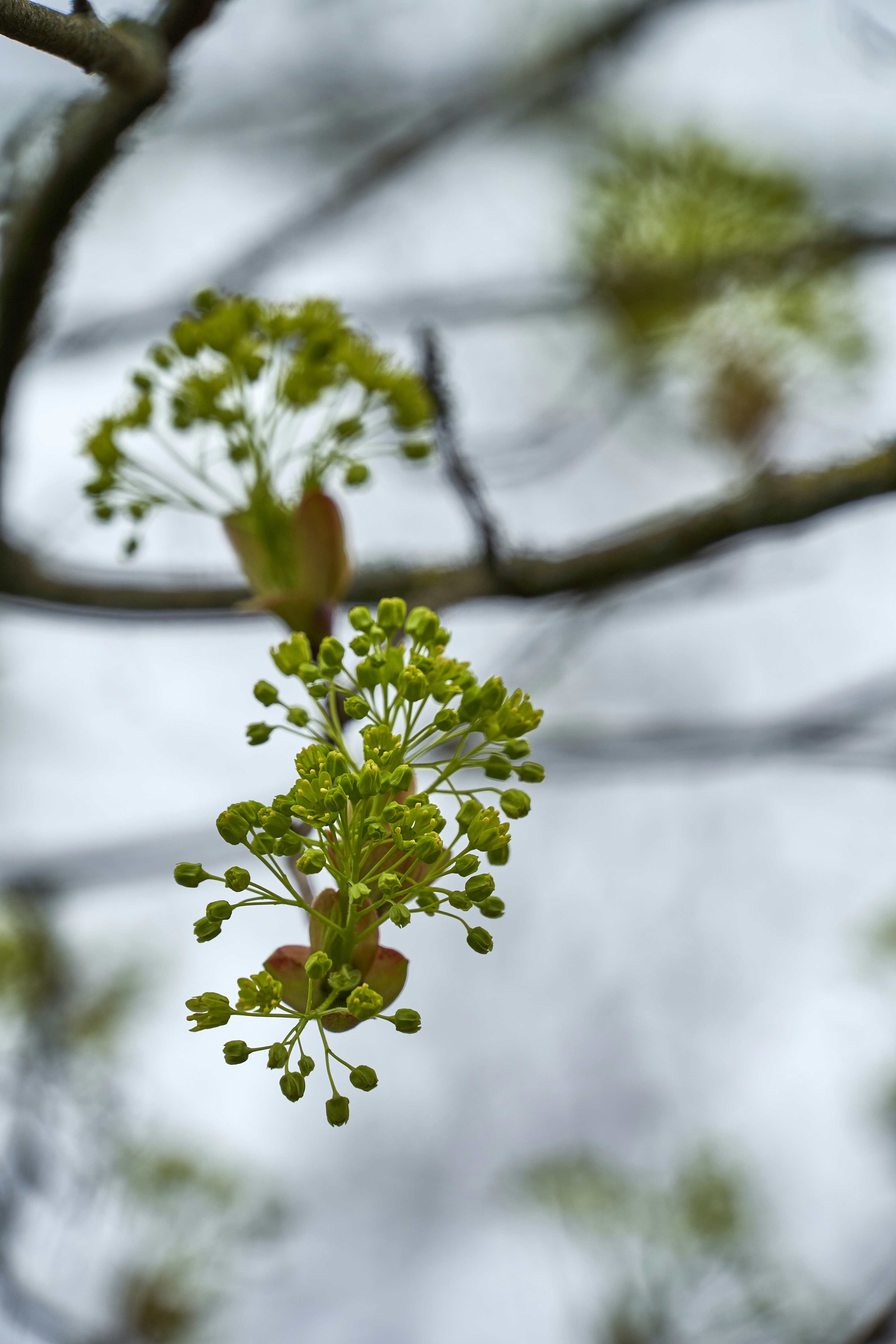 Photo by wolfgang_hasselmann