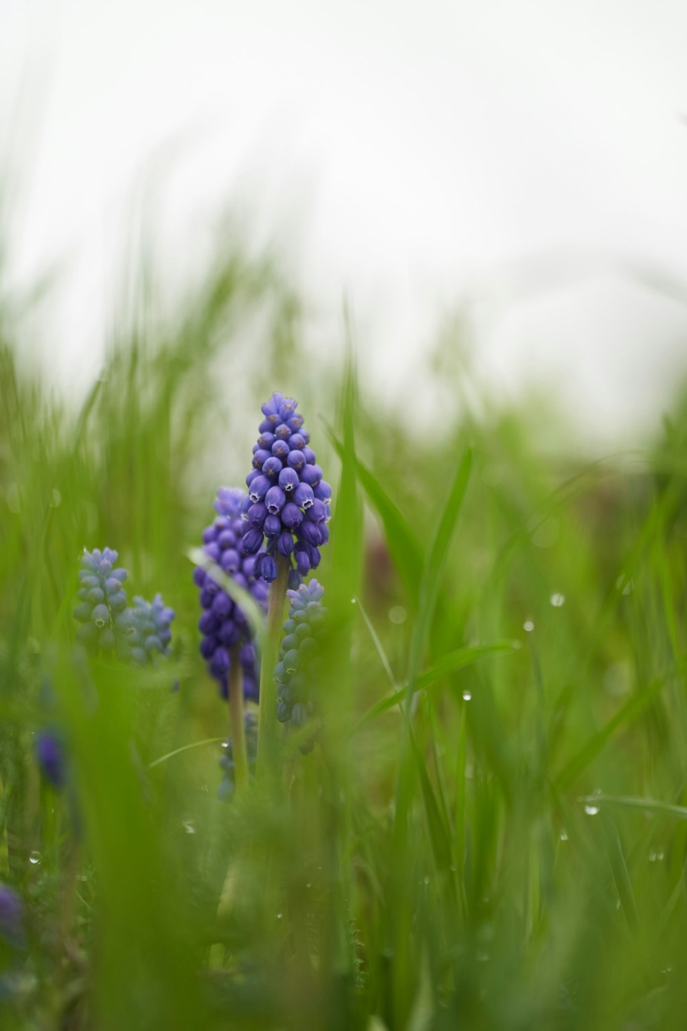 a close up of a flower