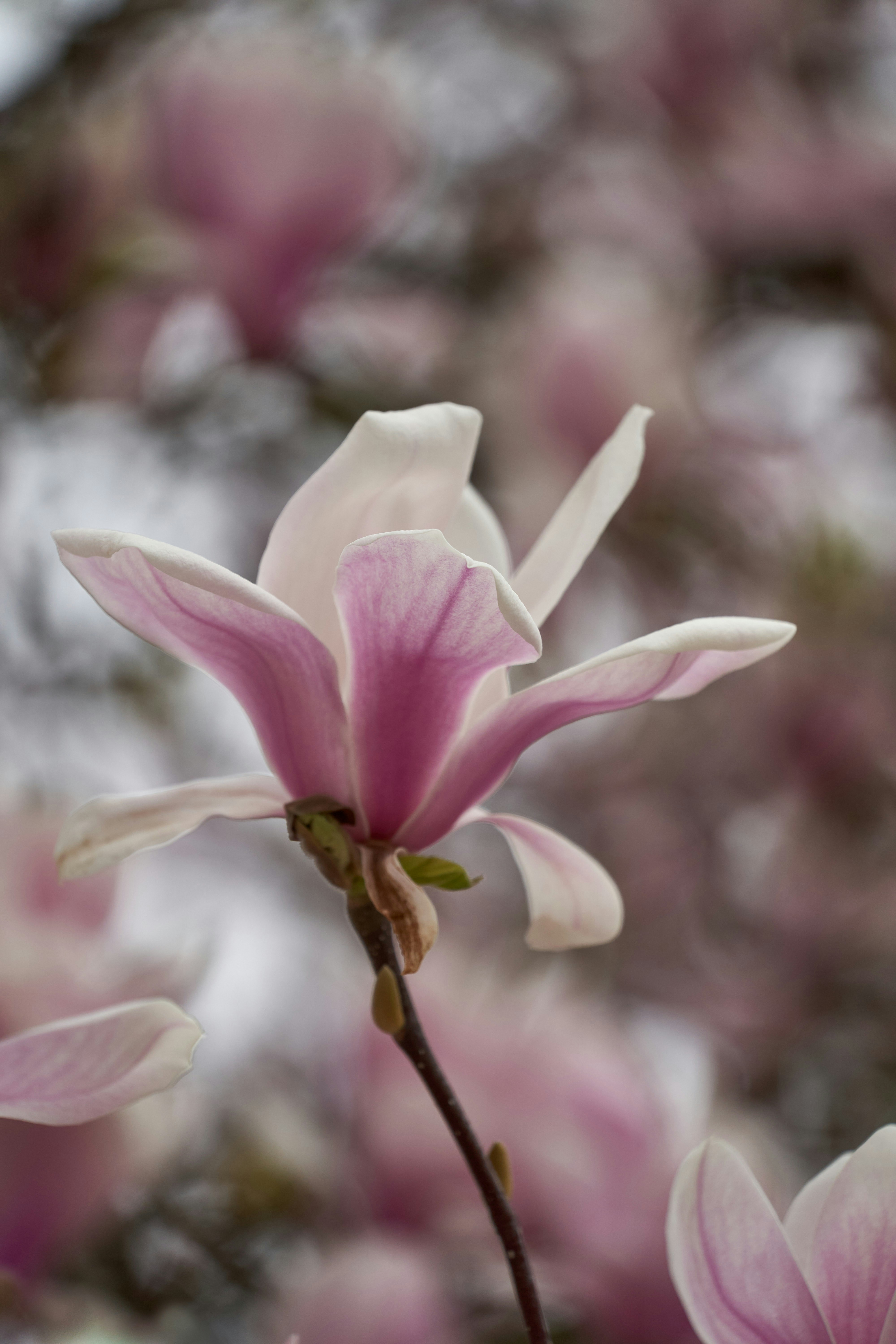 Photo by wolfgang_hasselmann