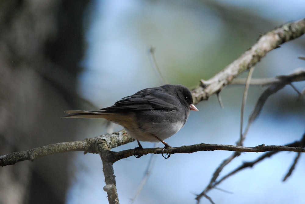 a bird on a branch