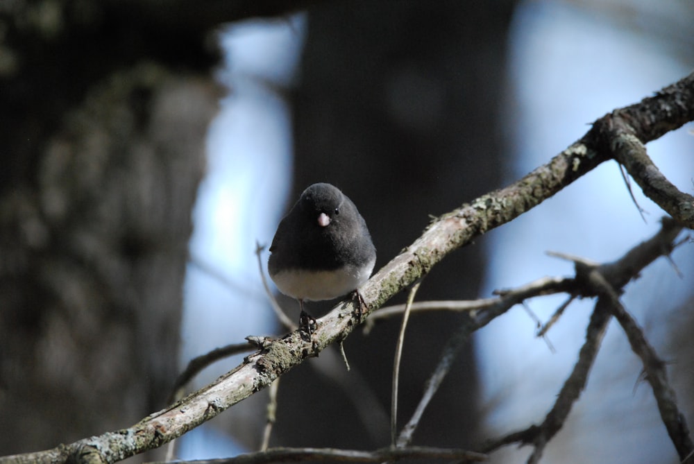 a bird sitting on a tree branch