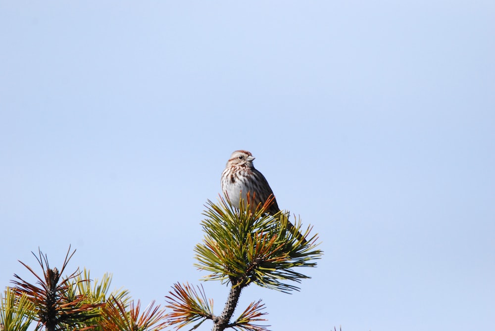 a bird sitting on a branch