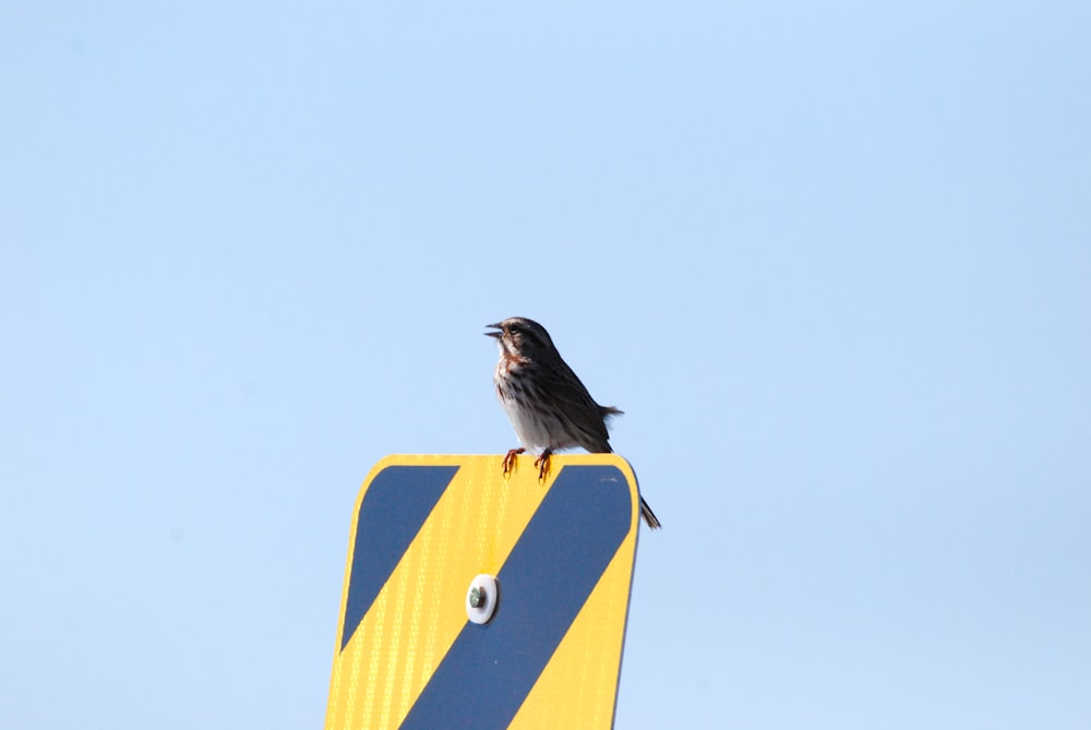 a bird sitting on a yellow sign