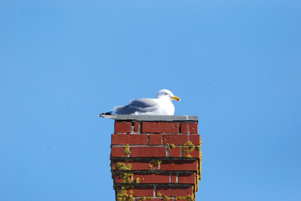 un oiseau assis sur une cheminée