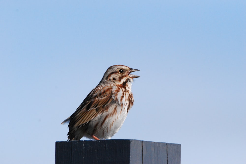 a bird on a wood post