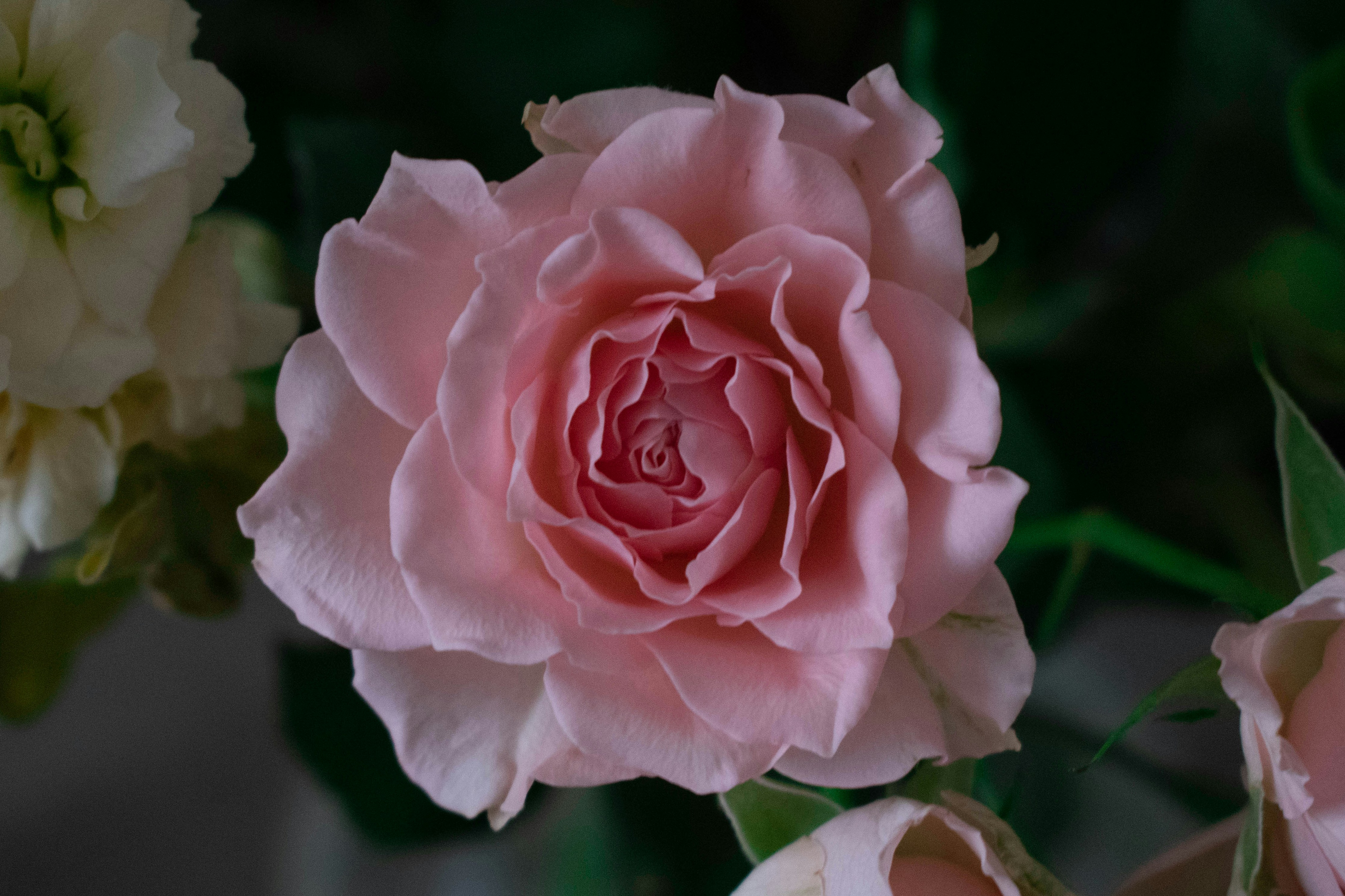 Photo by infinitecreations21