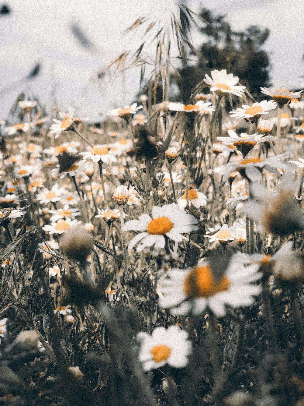 a field of white flowers