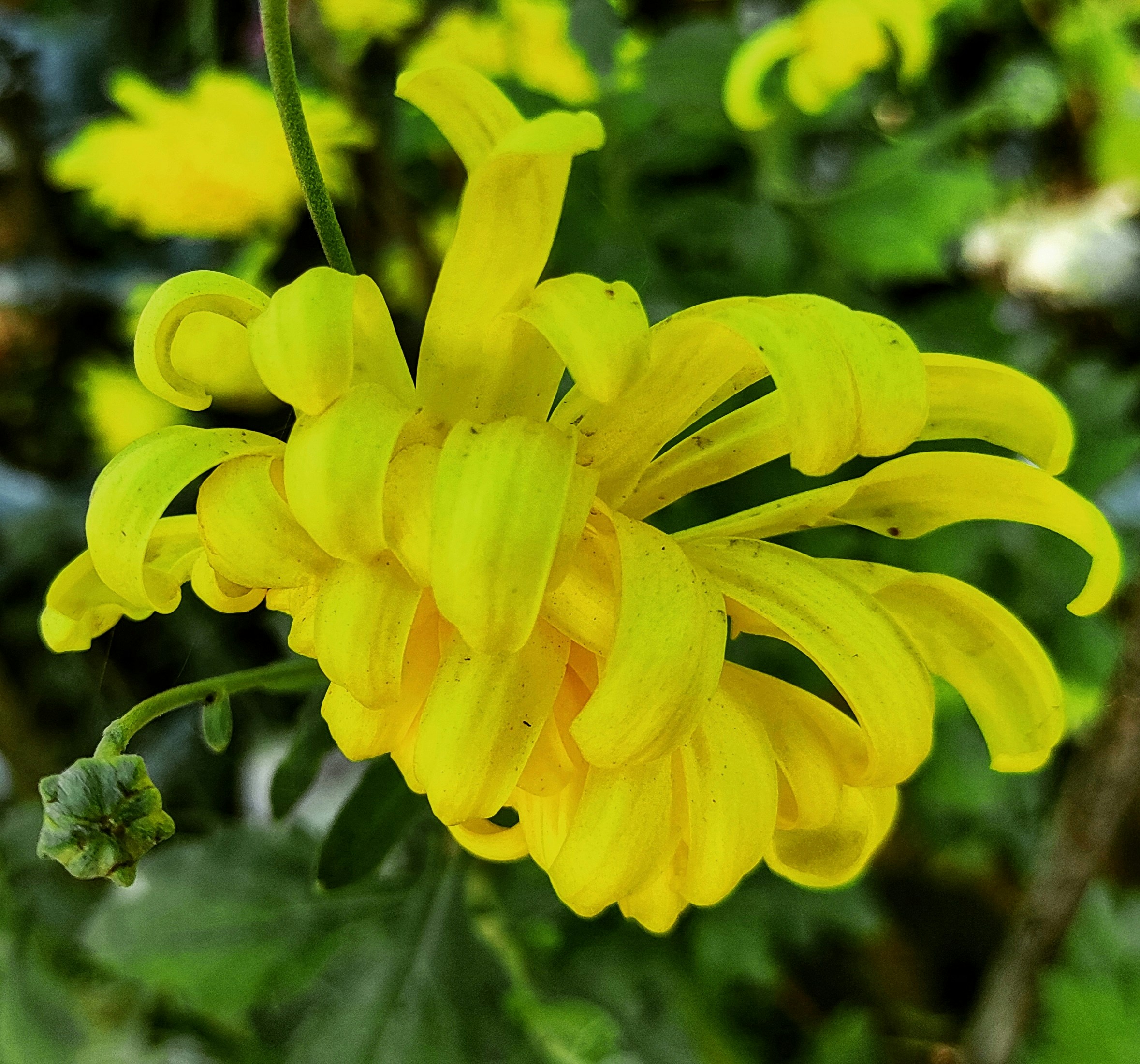 Nahaufnahme einer gelben Blume
