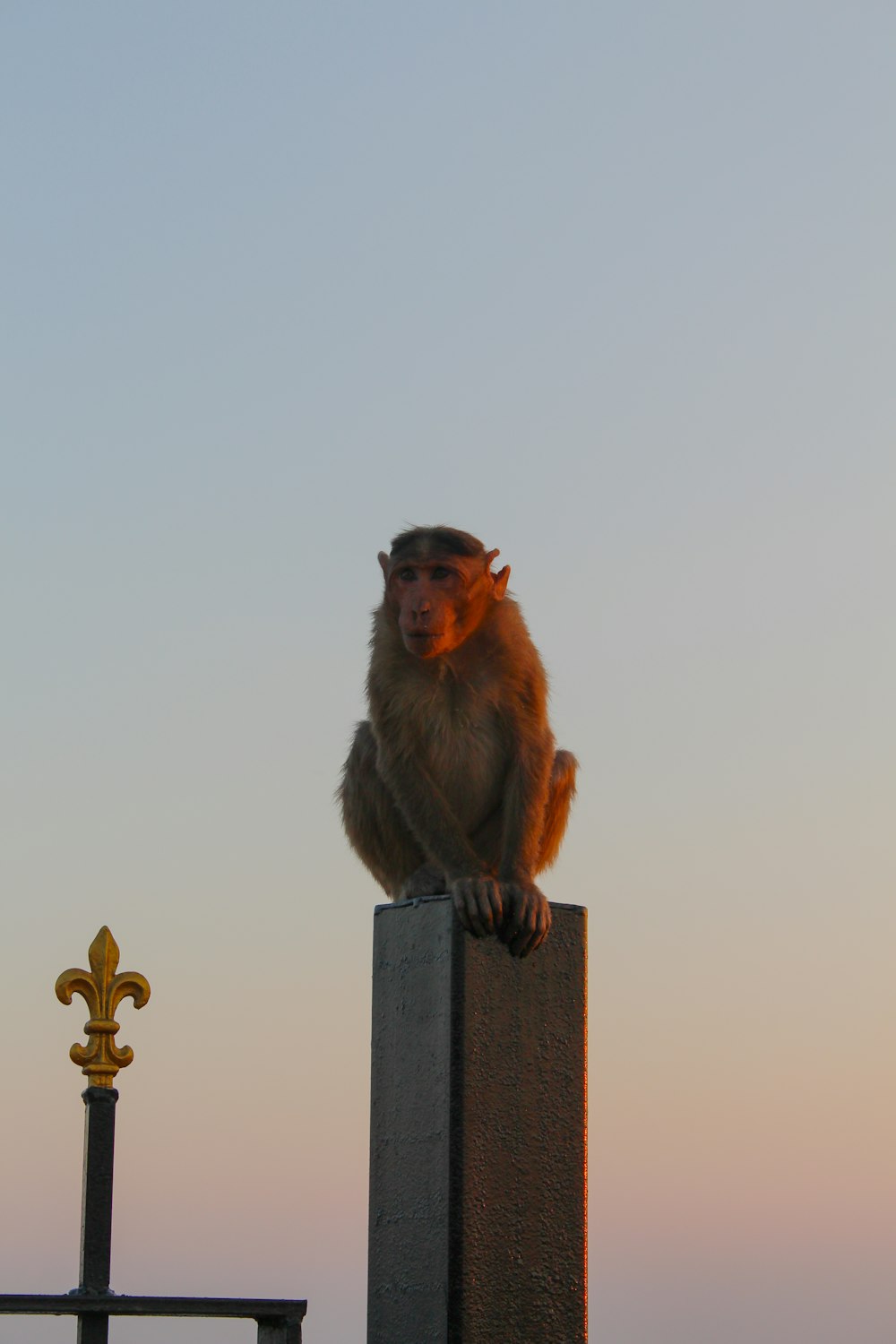 a monkey sitting on a roof