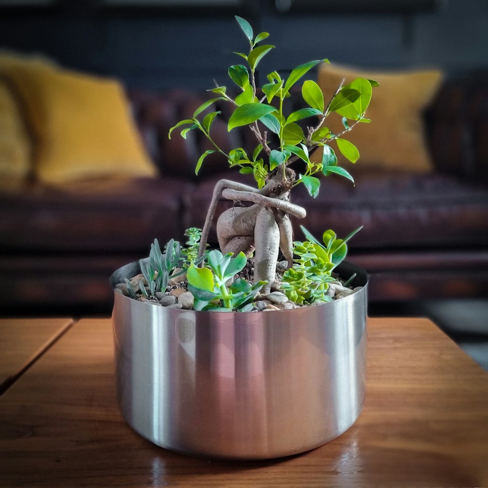 a potted plant on a table
