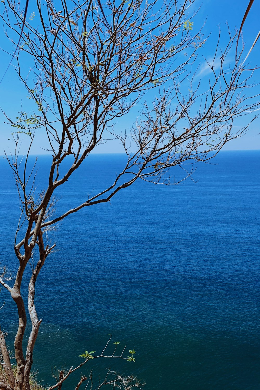 a tree next to a body of water