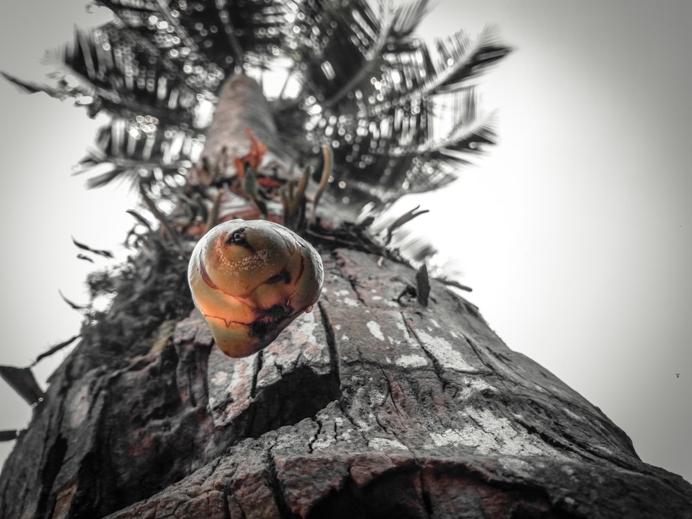 a carved pumpkin on a tree