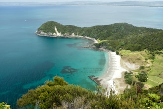 a beach with trees and a body of water
