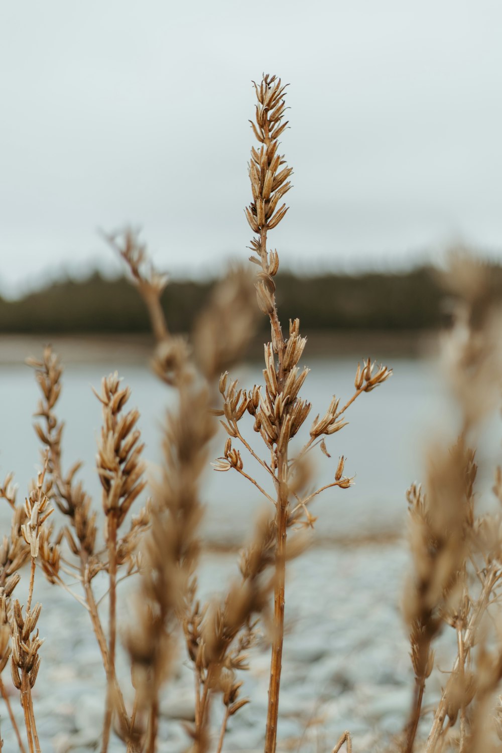 a close up of a wheat field