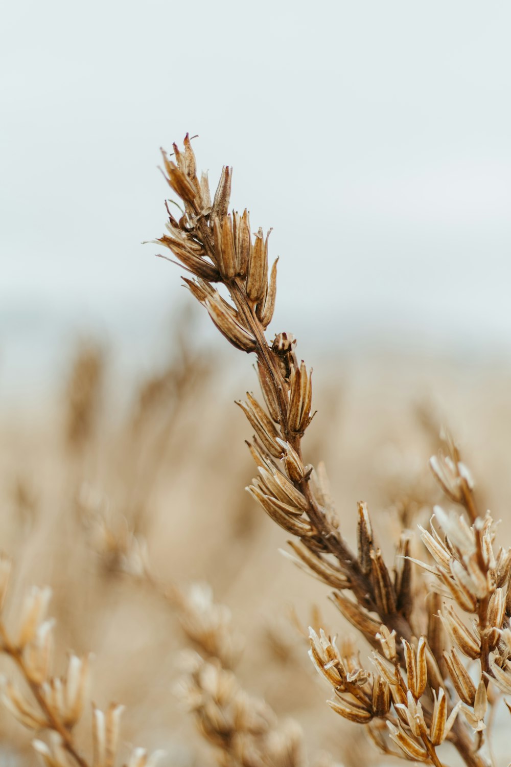 a close up of a wheat field