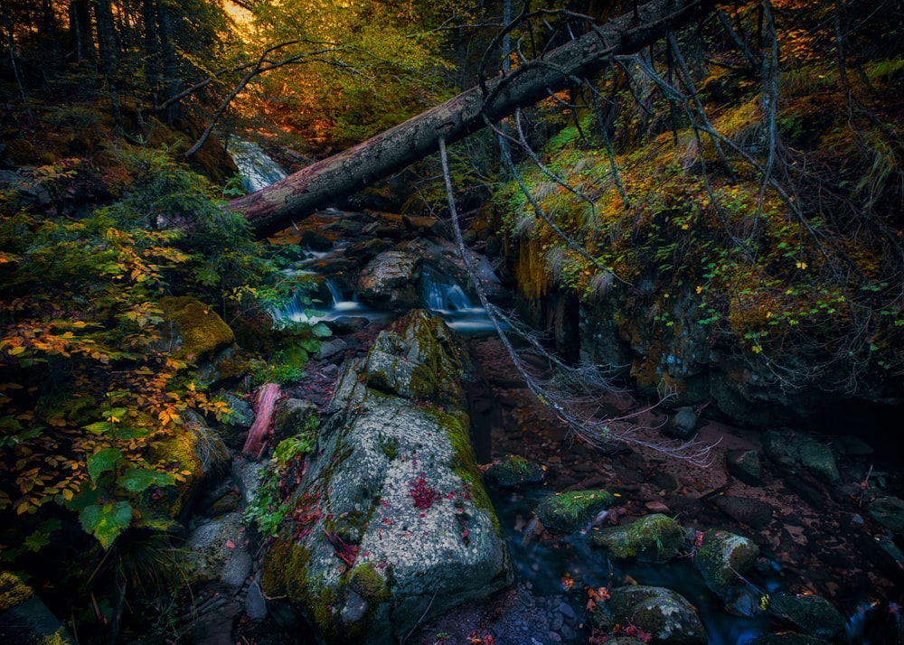 a stream in a forest