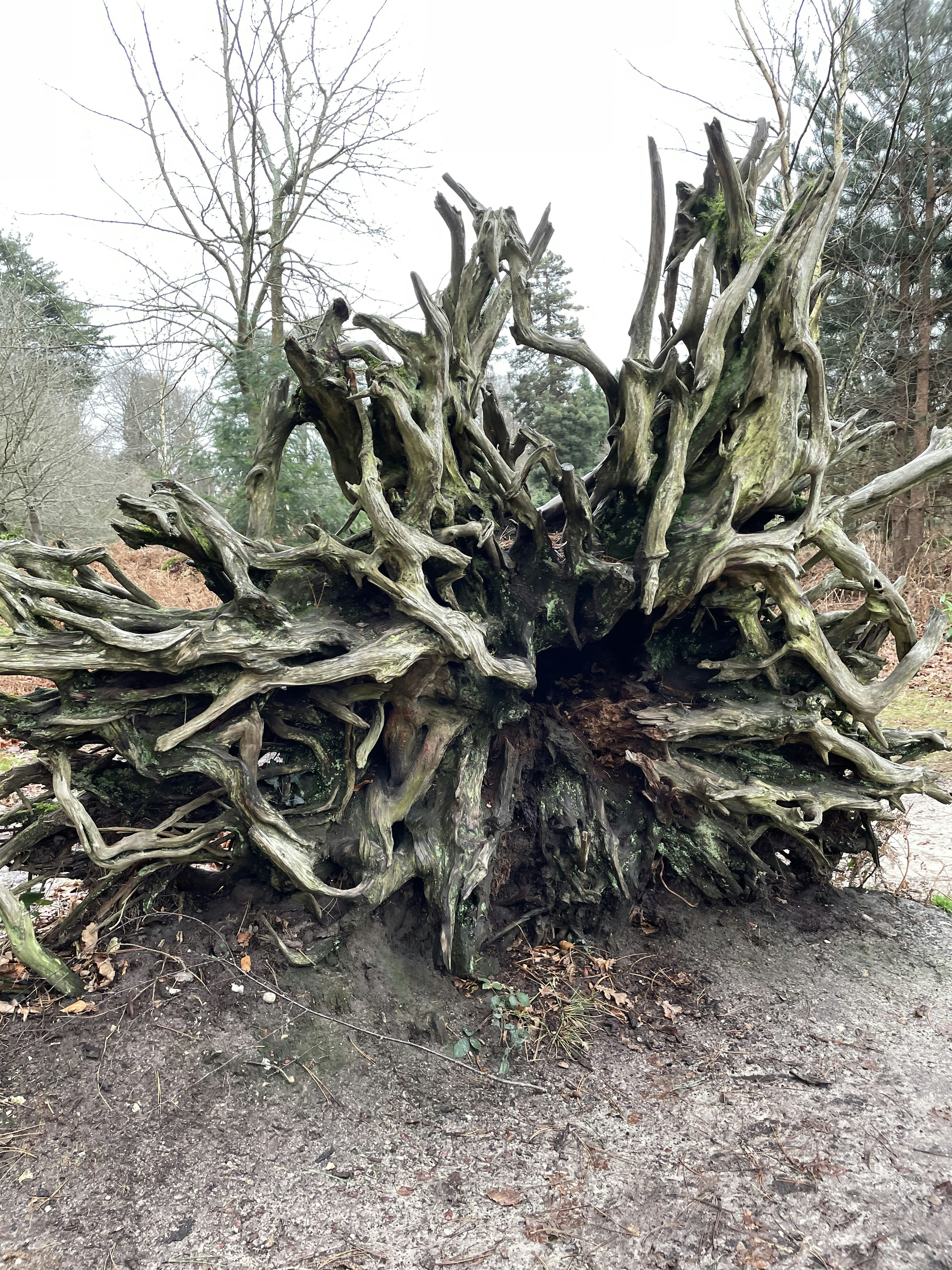 a tree that has been cut