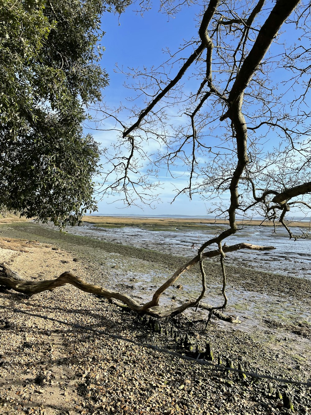 a tree branch on the ground