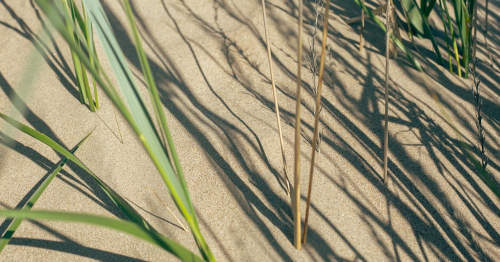 a close-up of a plantation