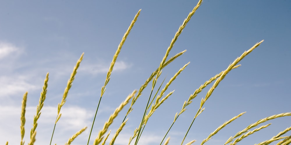 a close-up of some wheat