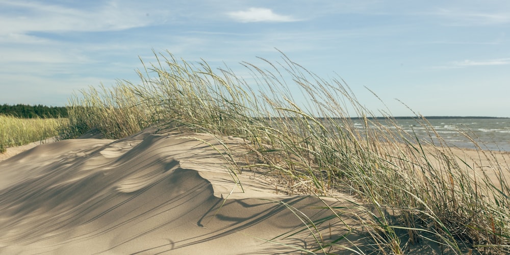 a sandy beach with tall grass