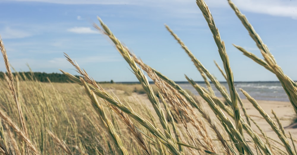 a field of wheat