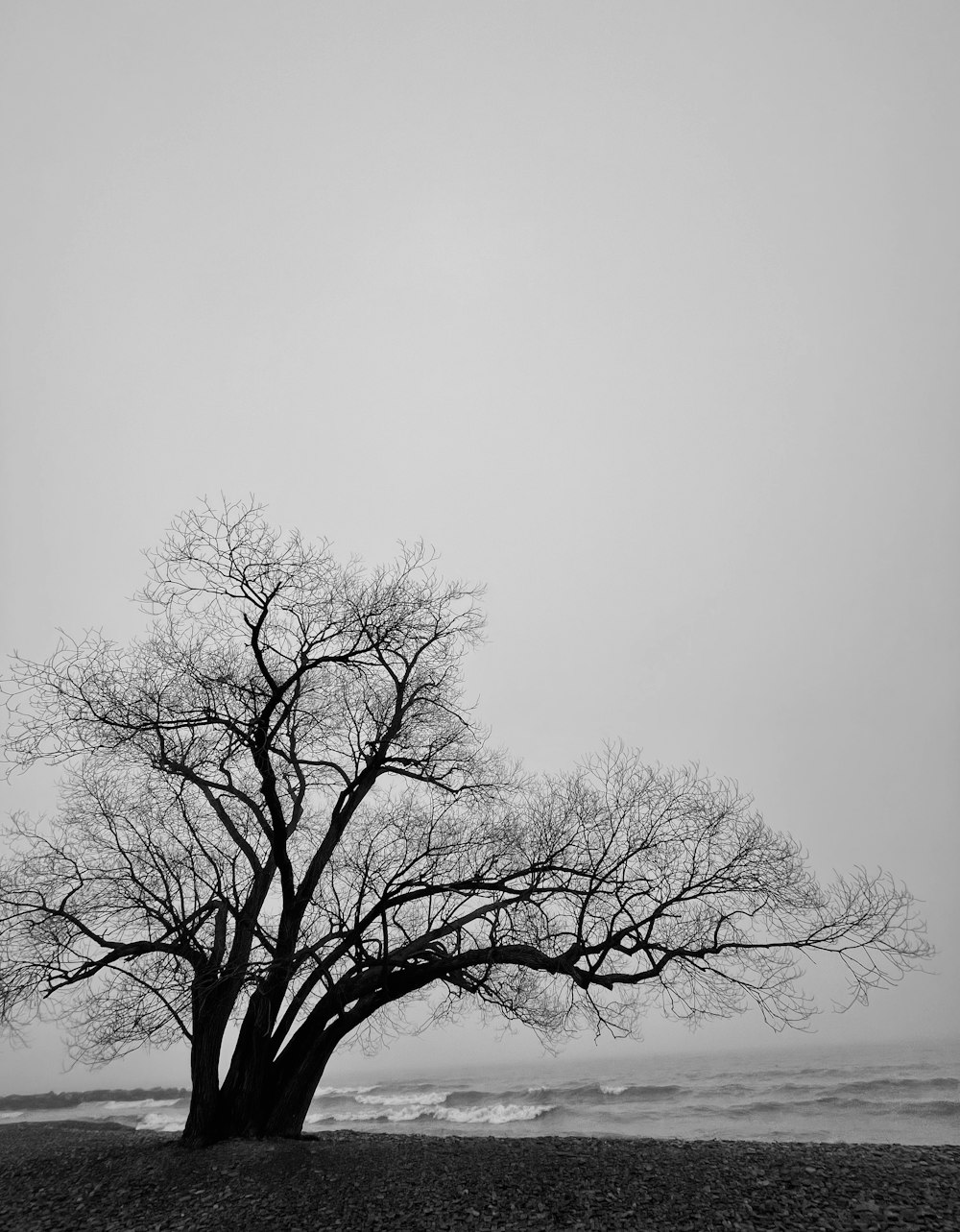 a tree on a beach