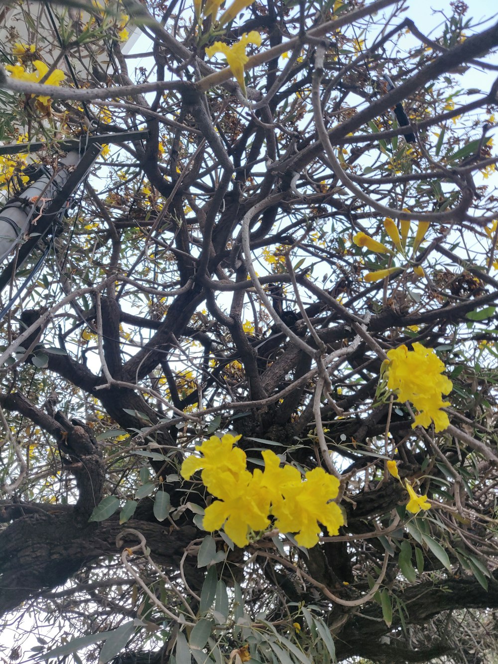 Fiori gialli su un albero