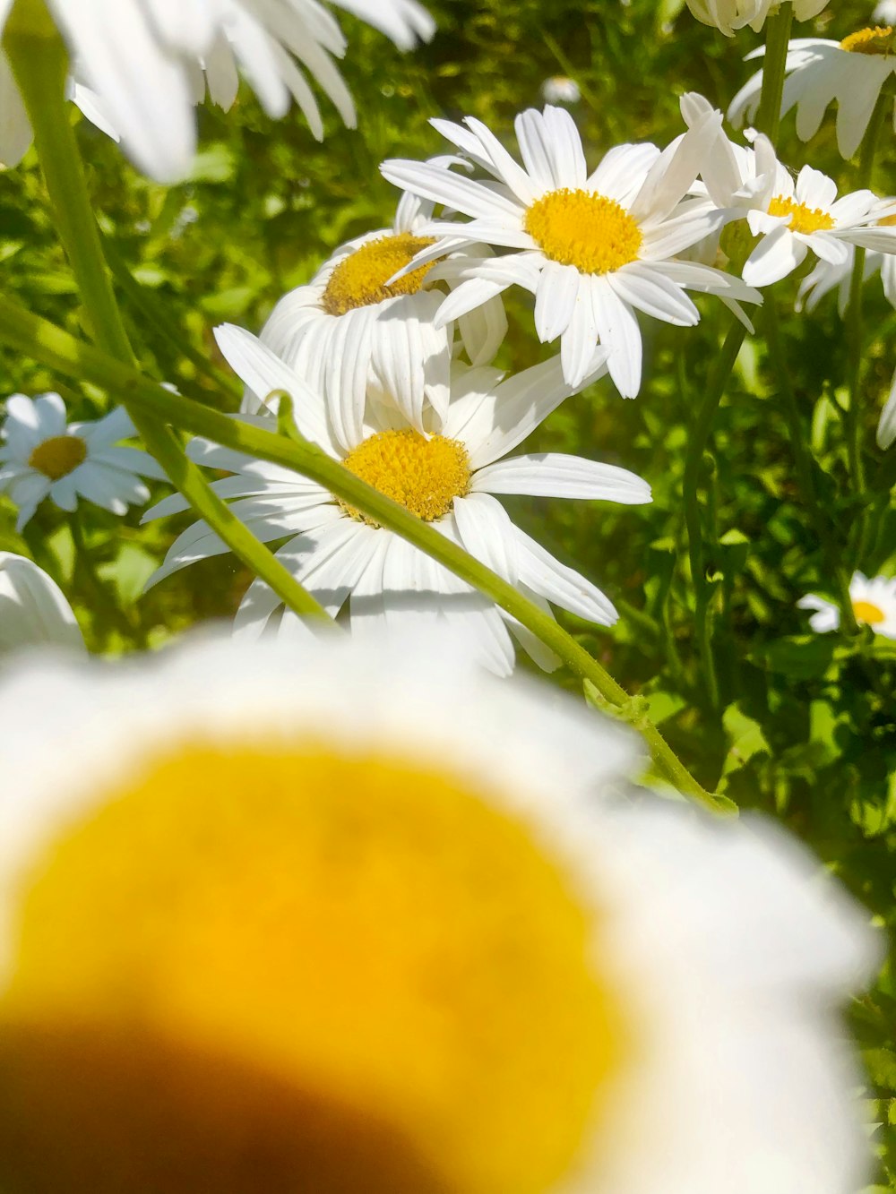 a close up of white flowers