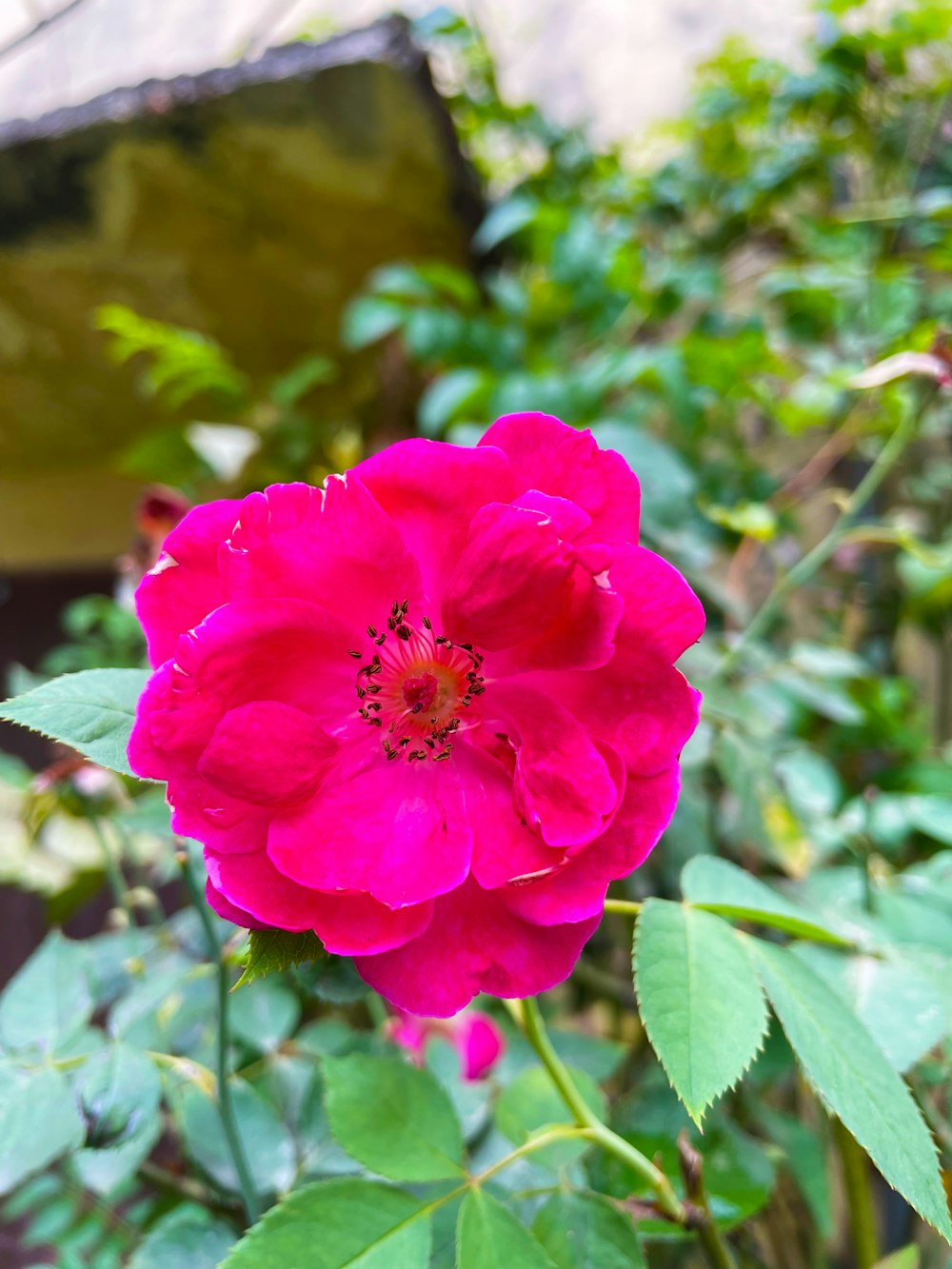 a pink flower on a bush