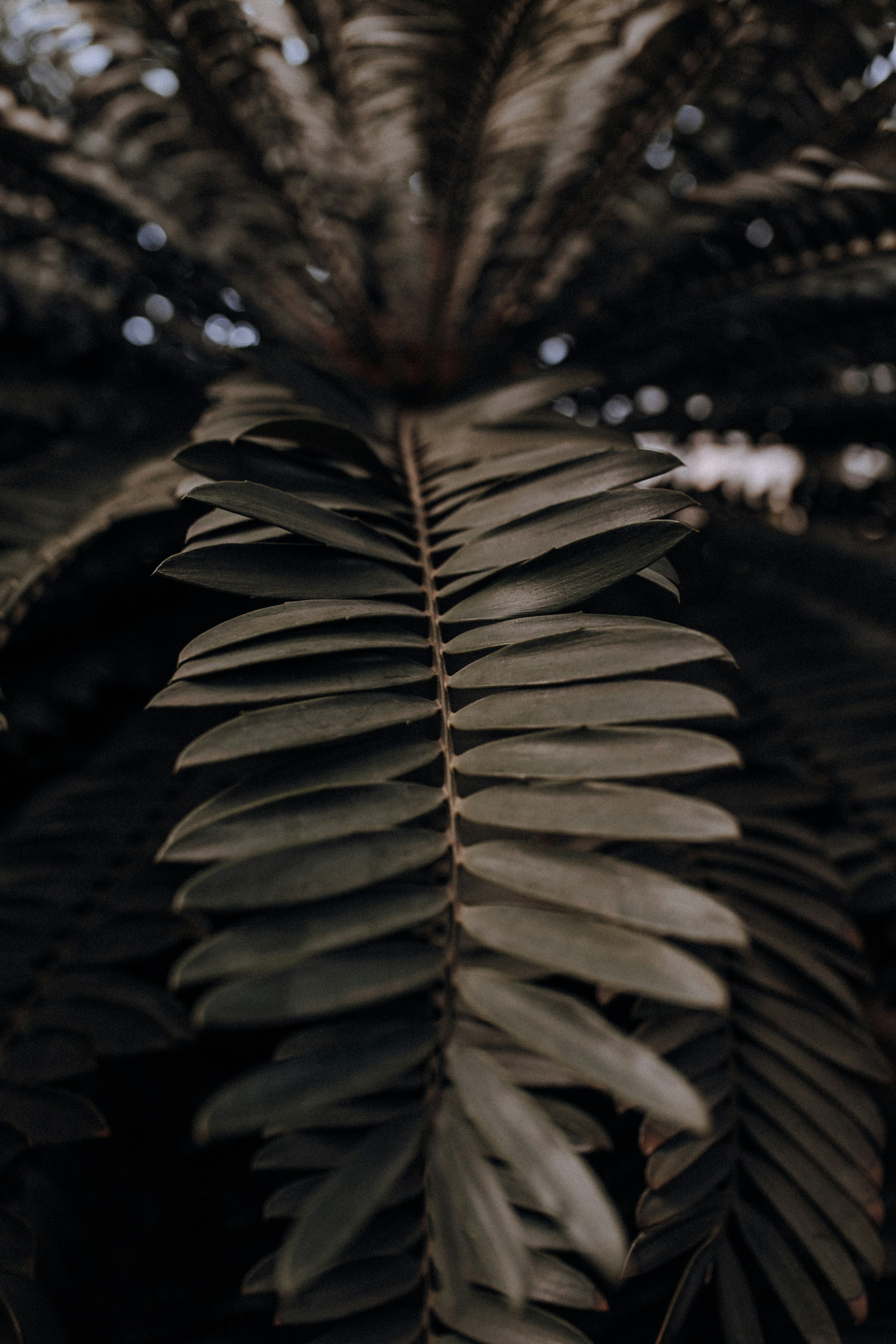 a close up of a plant