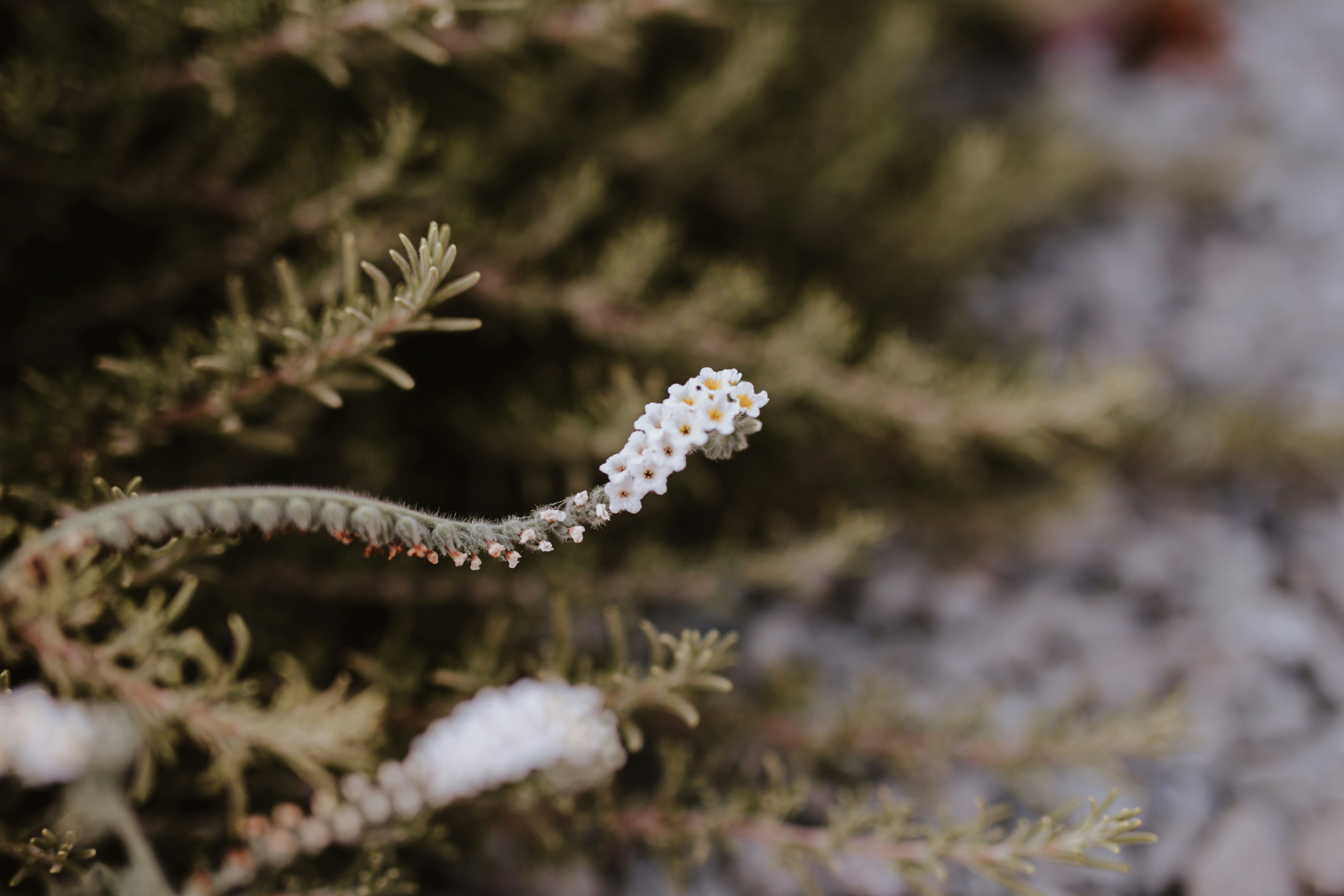 a snake slithering on the ground