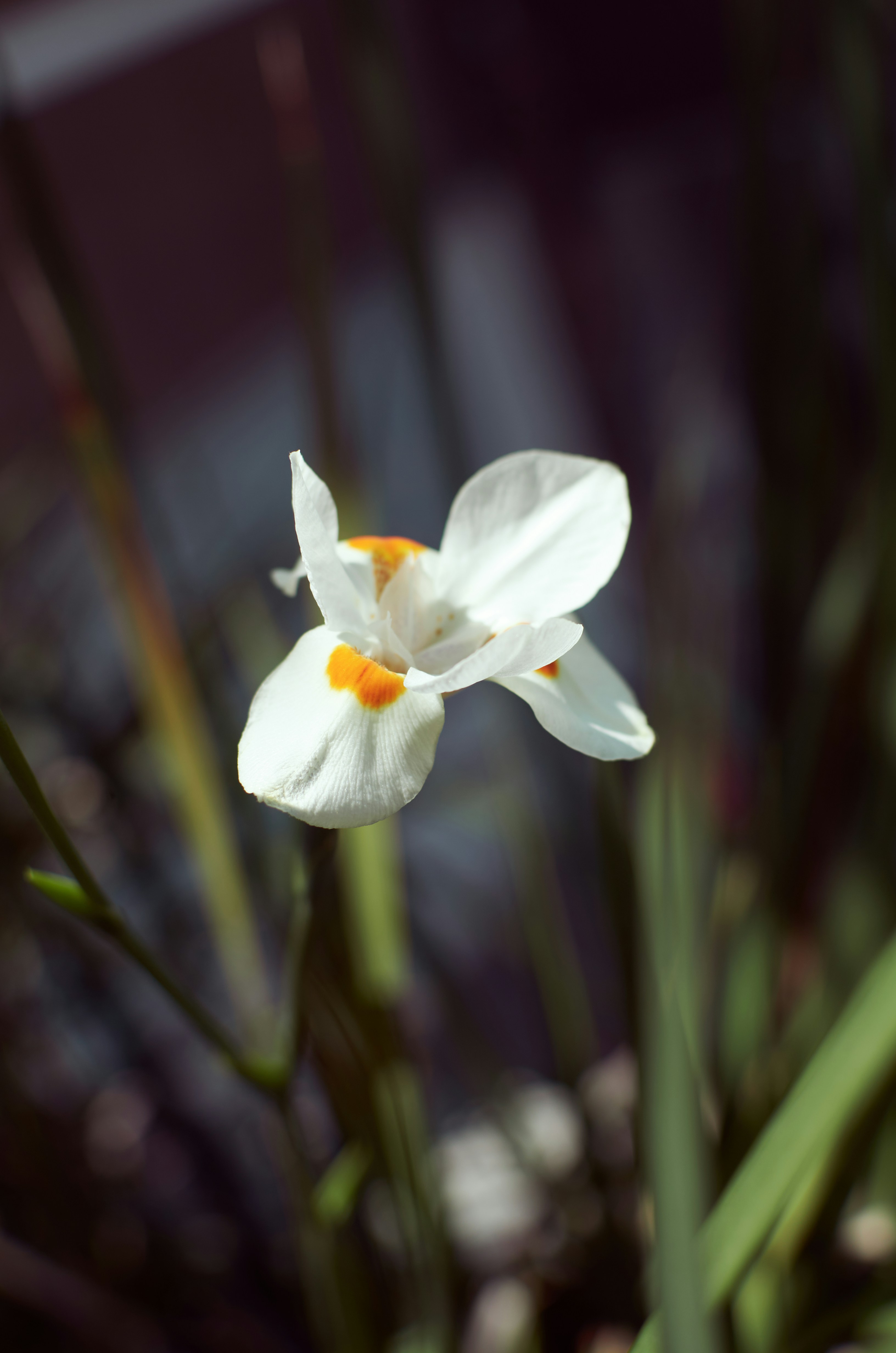 Photo by mvalentinoph