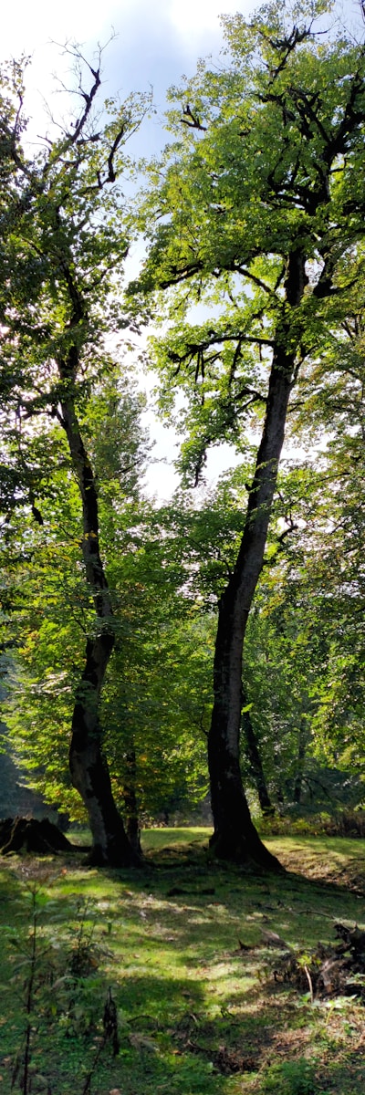 a group of trees in a forest