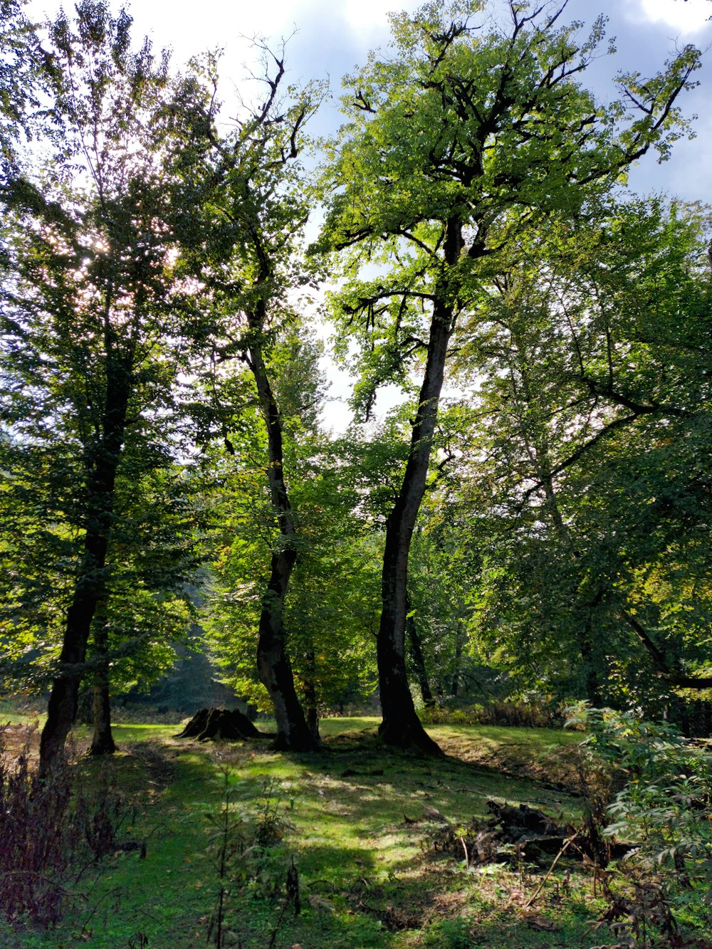 Un grupo de árboles en un bosque